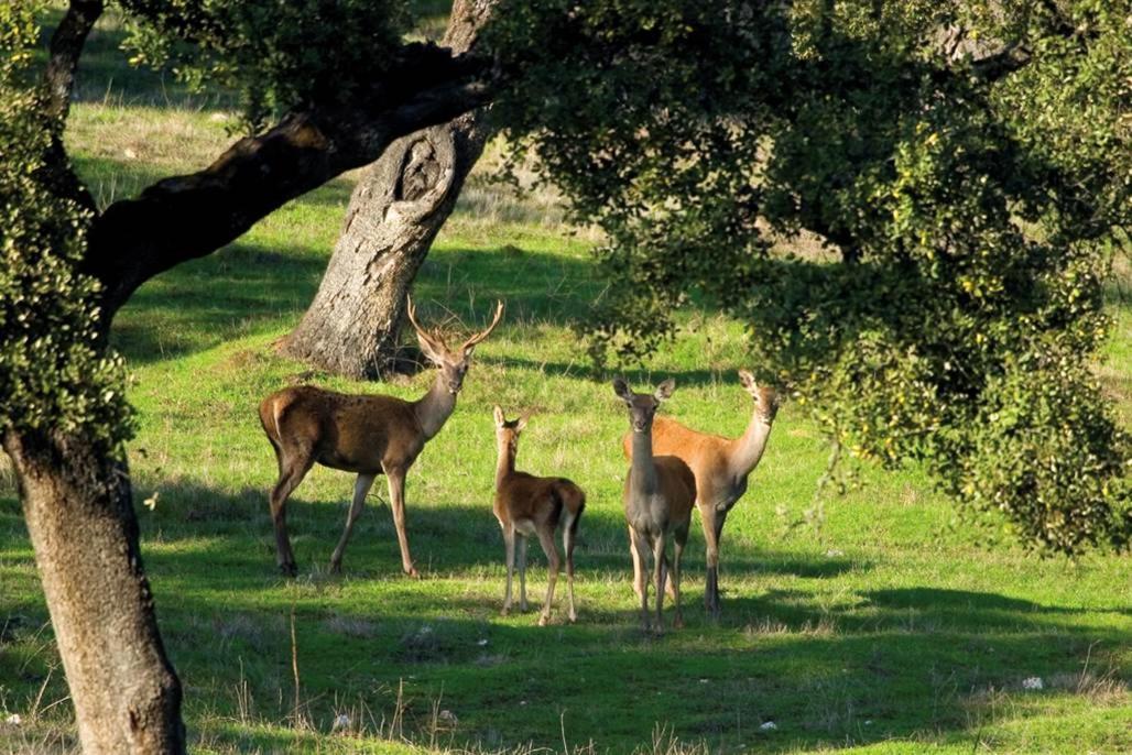 Molino Rio Alajar ξενώνας Εξωτερικό φωτογραφία